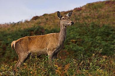 《战神 诸神黄昏》PS5版容量大小曝光 11月2日开启预载